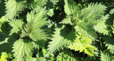 Jak vyrobit kopřivový dresink na okurky a přihnojit